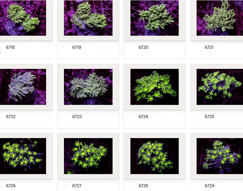 Kupang Corals