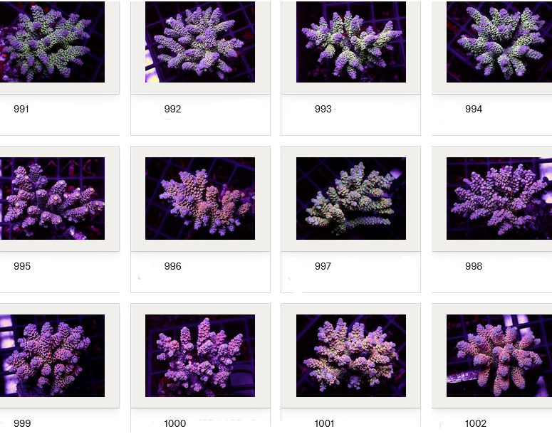 Kupang Corals