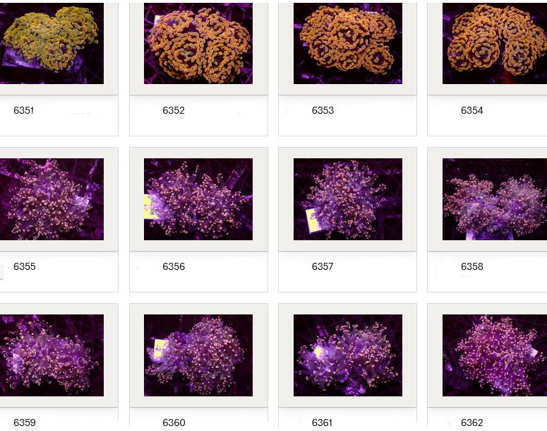 Kupang Corals