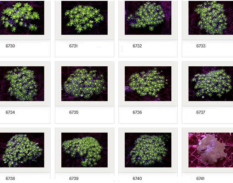 Kupang Corals