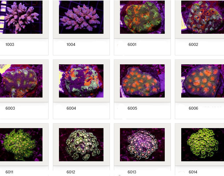 Kupang Corals