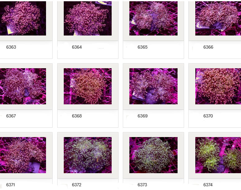 Kupang Corals