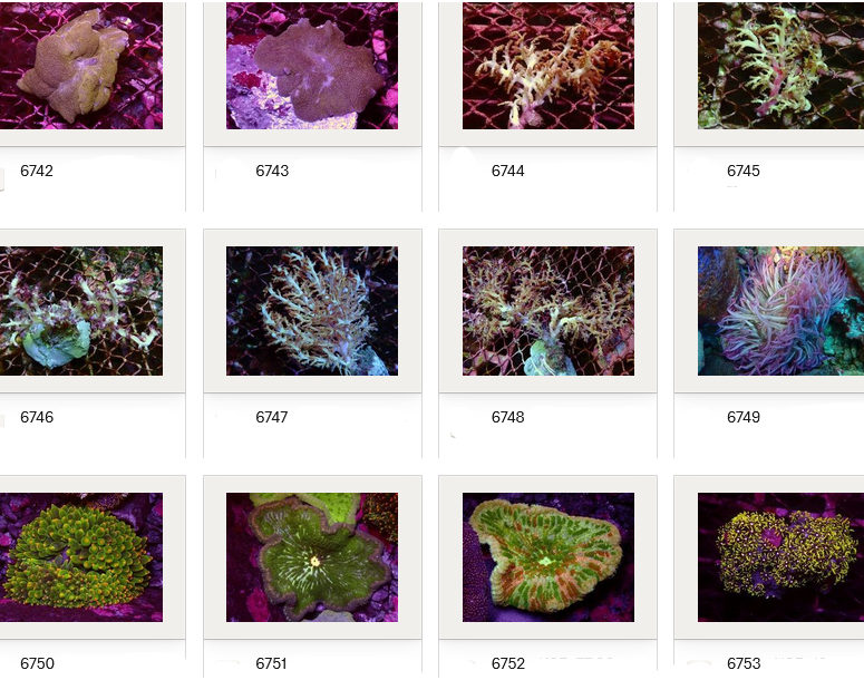 Kupang Corals