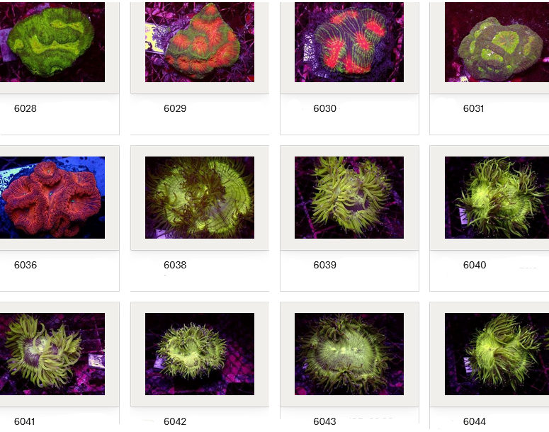 Kupang Corals