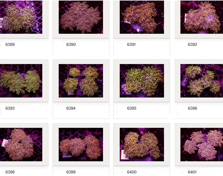 Kupang Corals