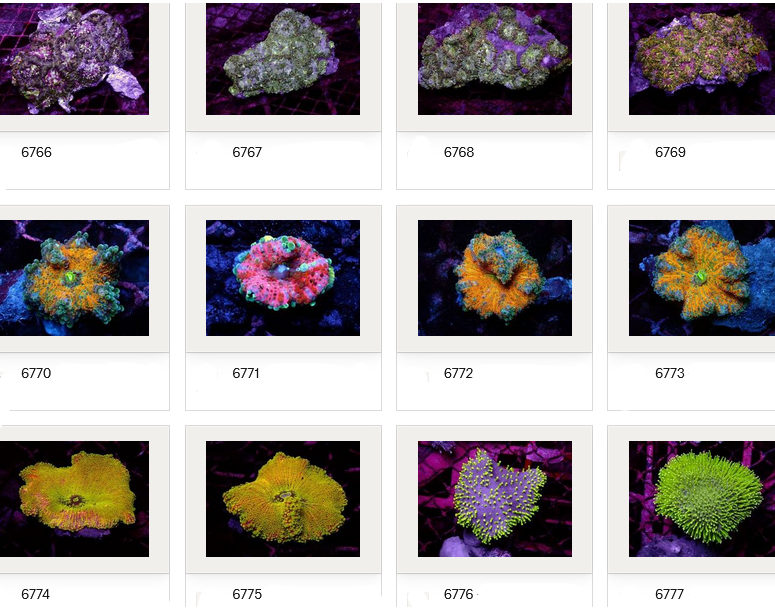 Kupang Corals