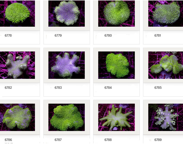 Kupang Corals