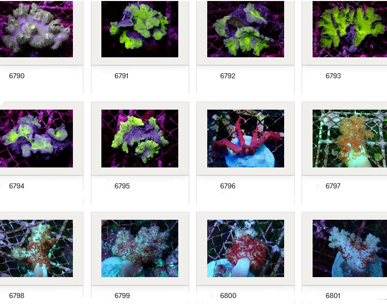 Kupang Corals