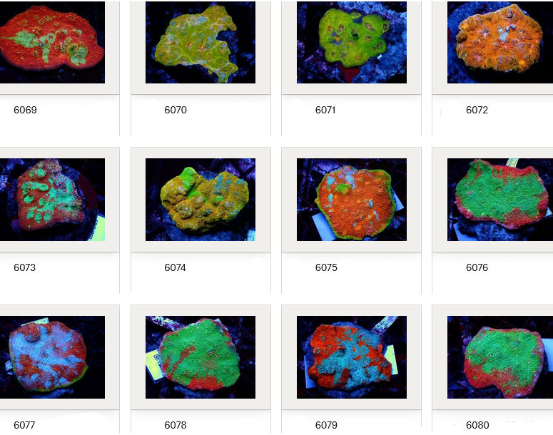 Kupang Corals