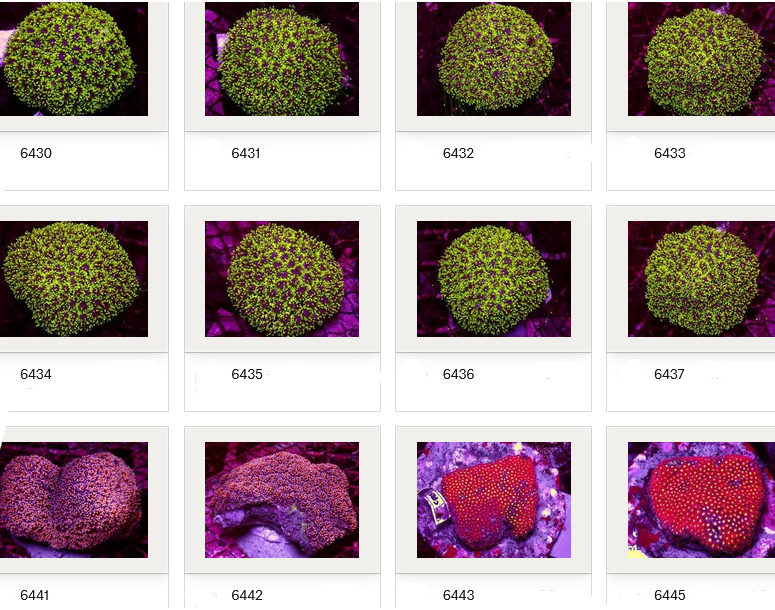 Kupang Corals