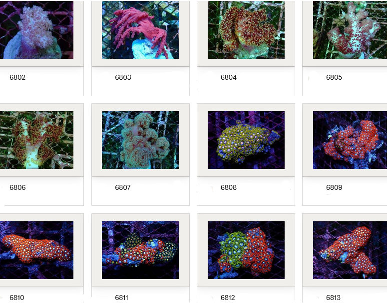 Kupang Corals
