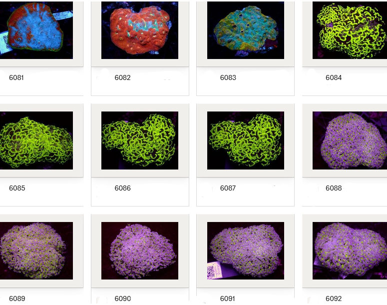 Kupang Corals