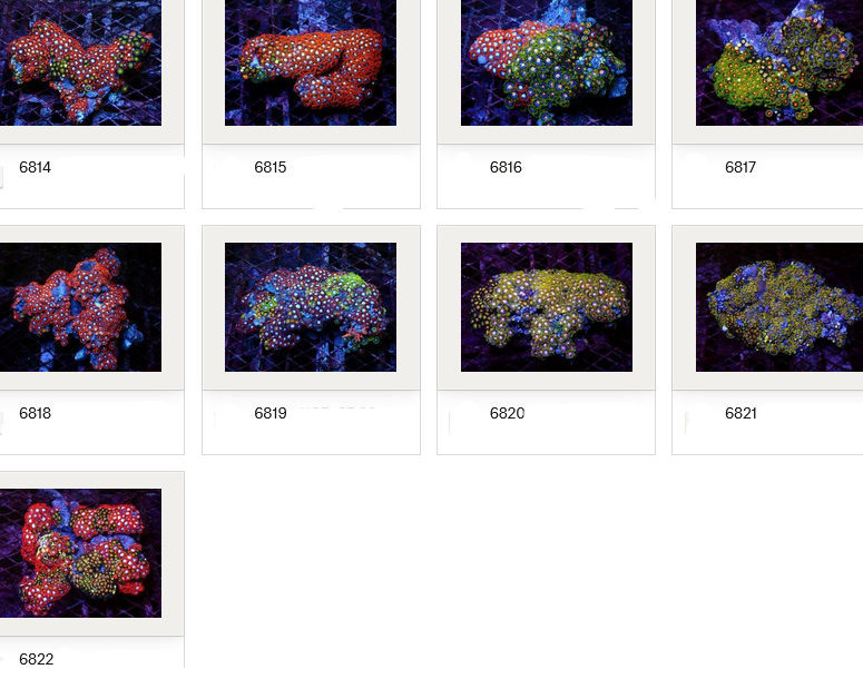 Kupang Corals