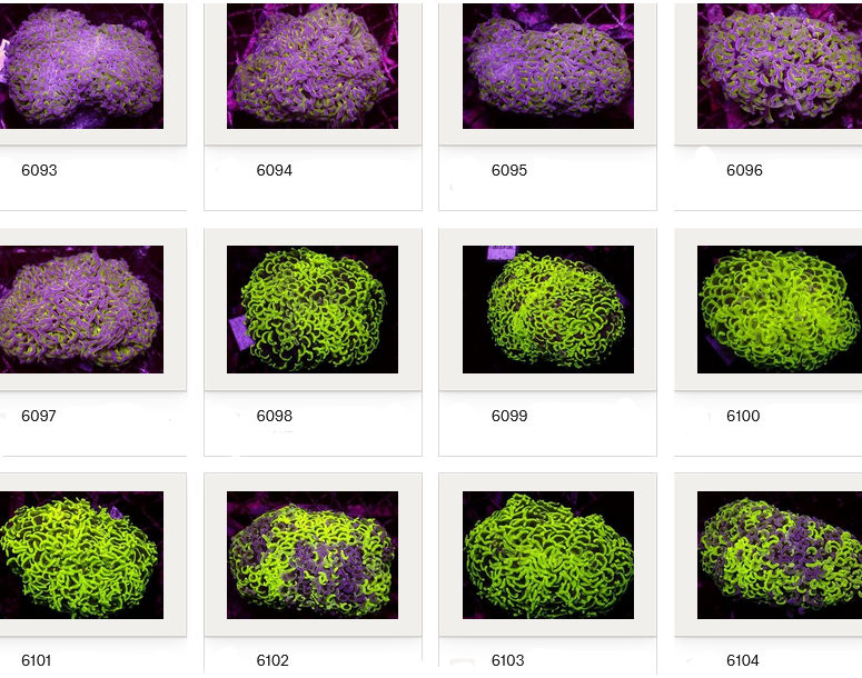 Kupang Corals