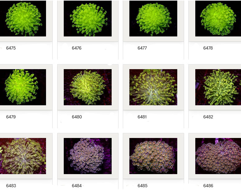 Kupang Corals