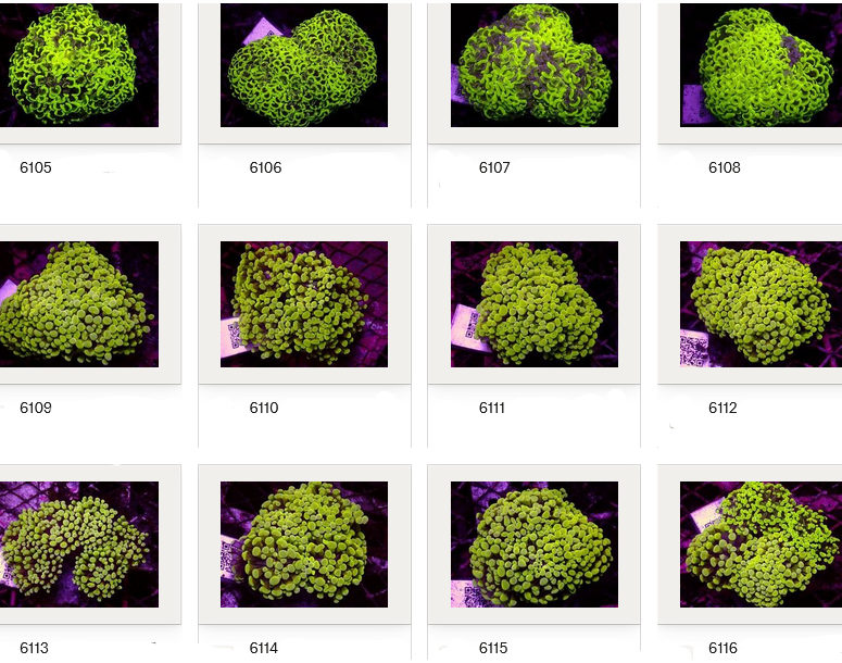 Kupang Corals