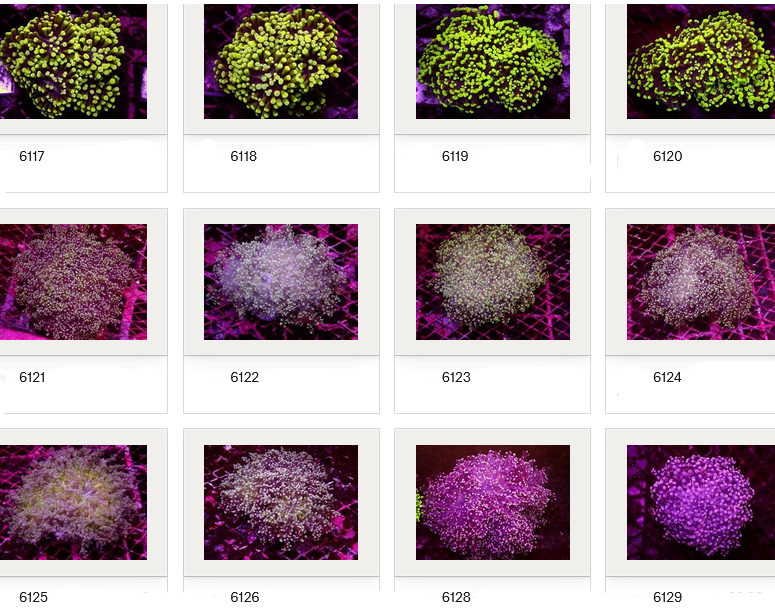 Kupang Corals