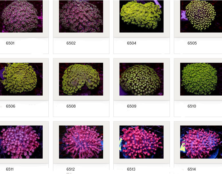 Kupang Corals
