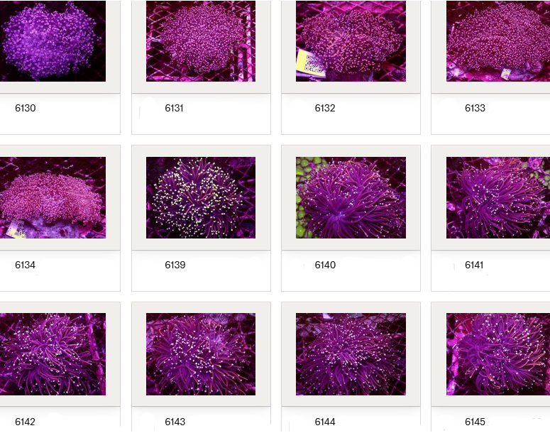 Kupang Corals