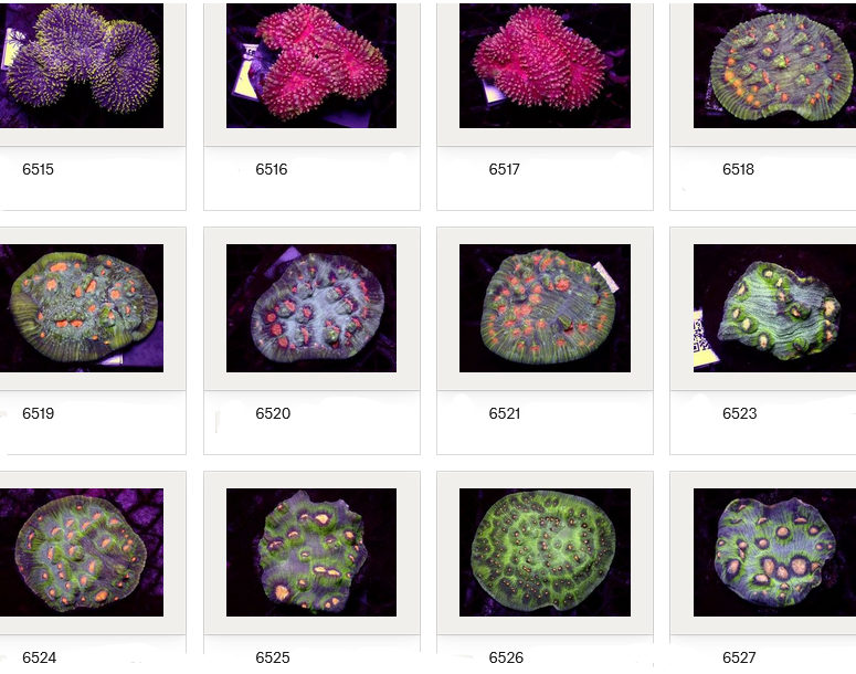 Kupang Corals