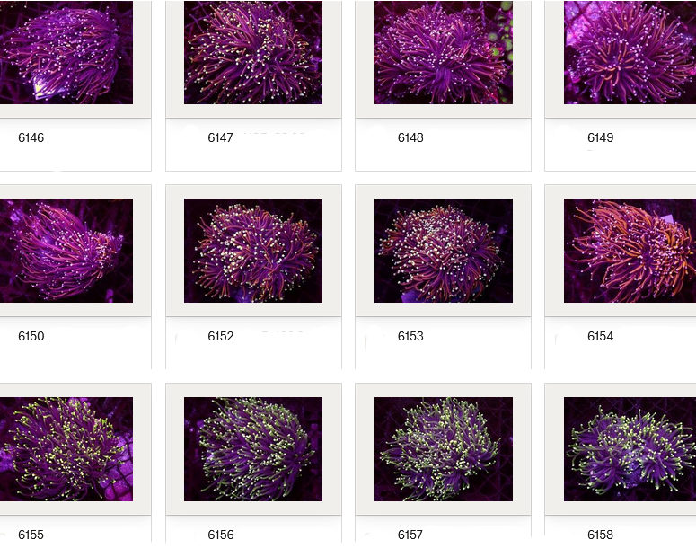 Kupang Corals