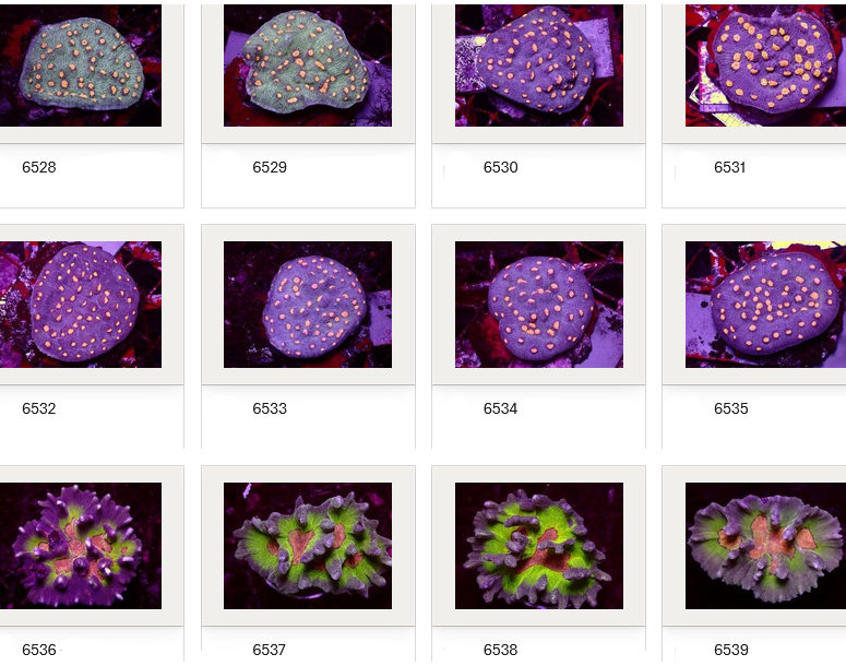 Kupang Corals