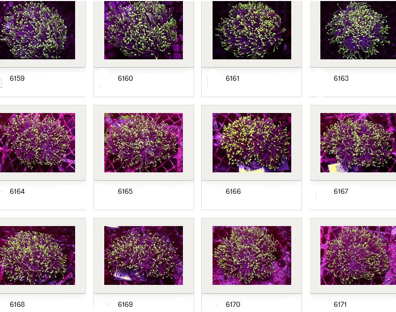 Kupang Corals