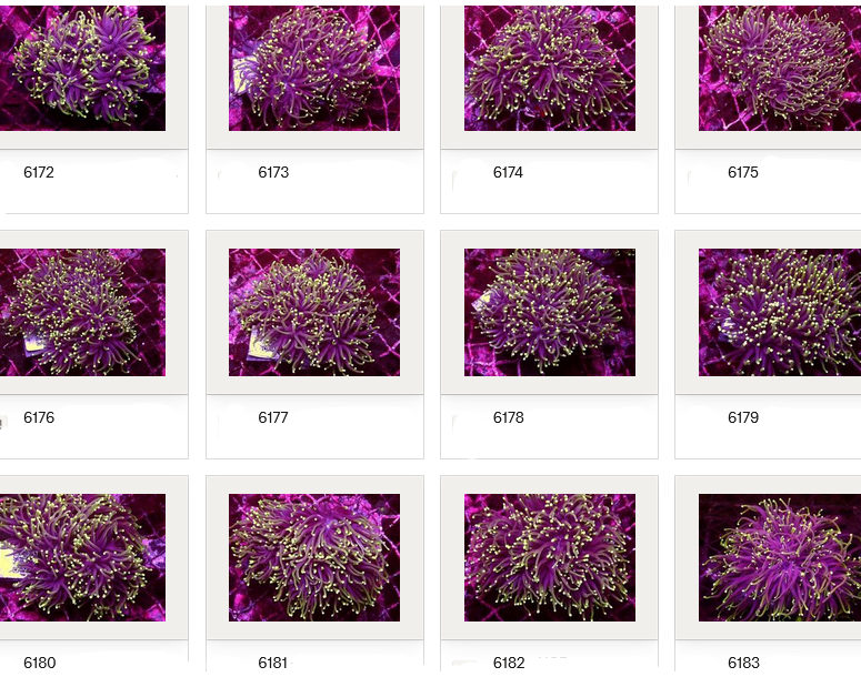 Kupang Corals