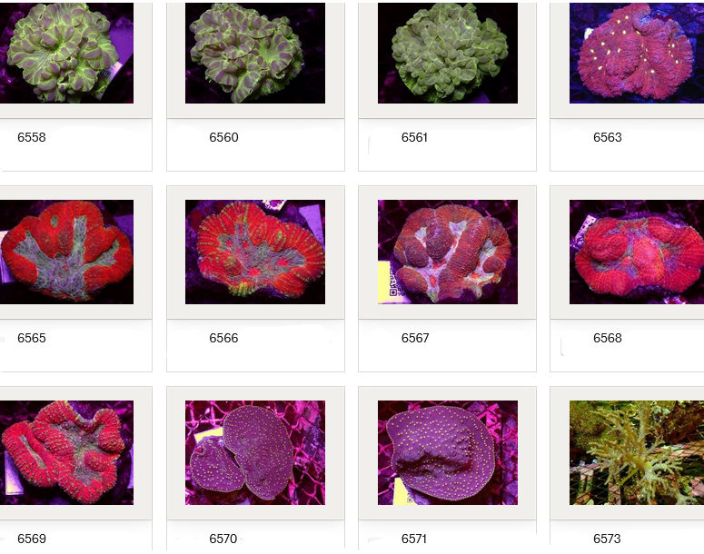 Kupang Corals