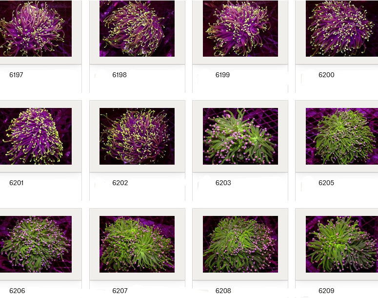 Kupang Corals