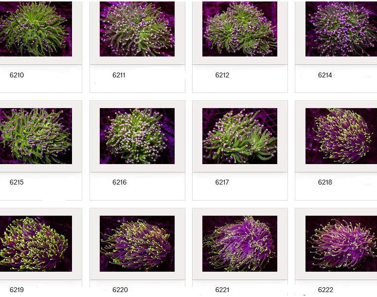 Kupang Corals