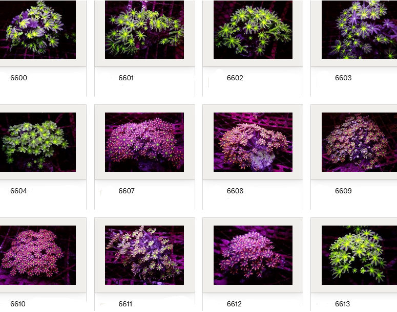 Kupang Corals
