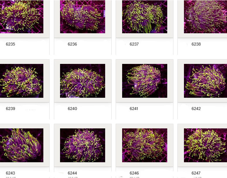 Kupang Corals