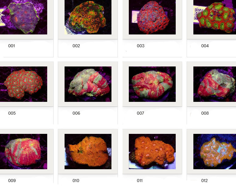 Kupang Corals