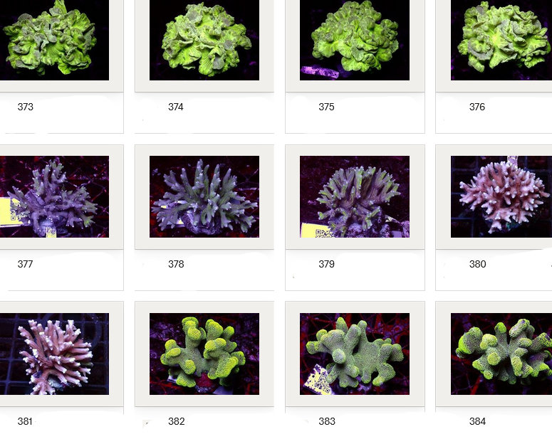 Kupang Corals