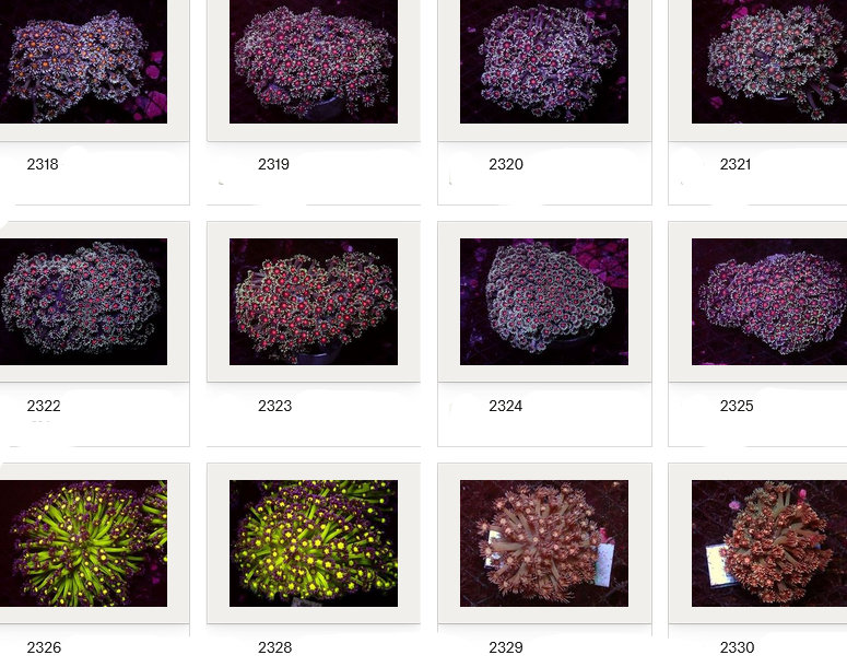 Kupang Corals