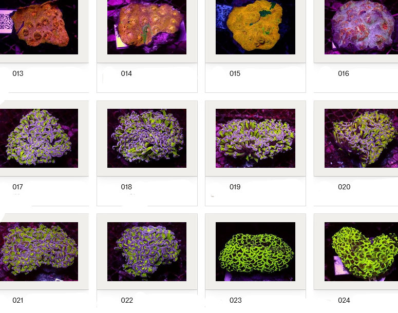 Kupang Corals