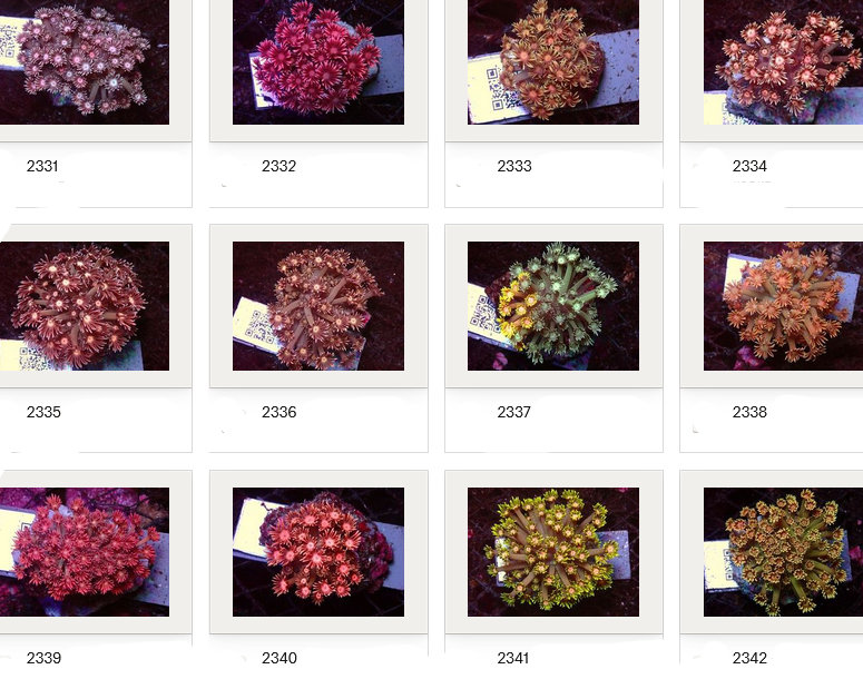 Kupang Corals