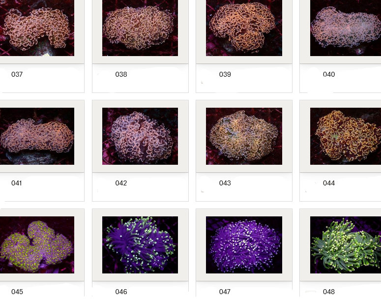 Kupang Corals