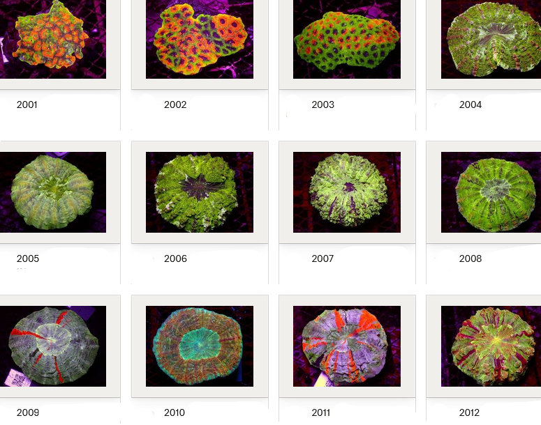 Kupang Corals