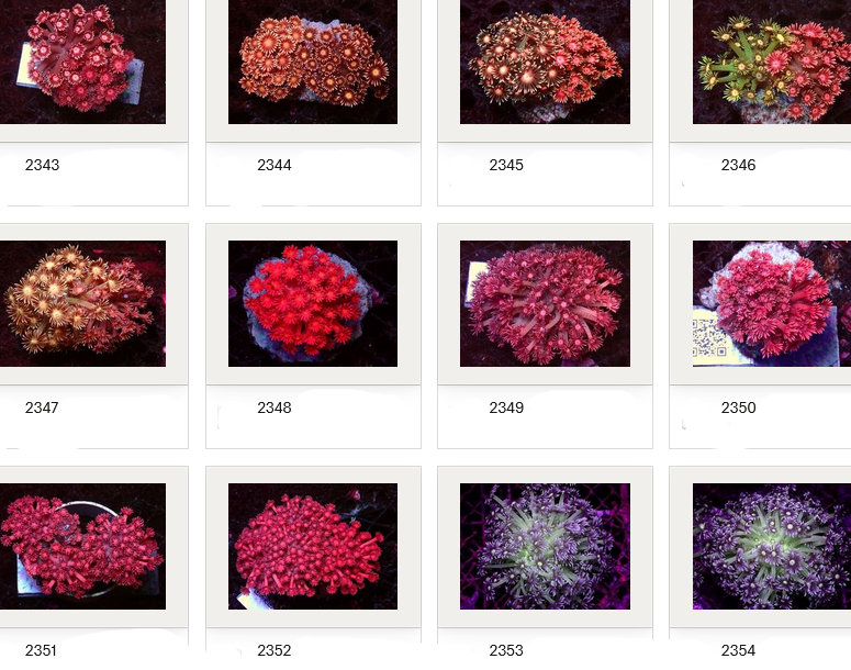 Kupang Corals