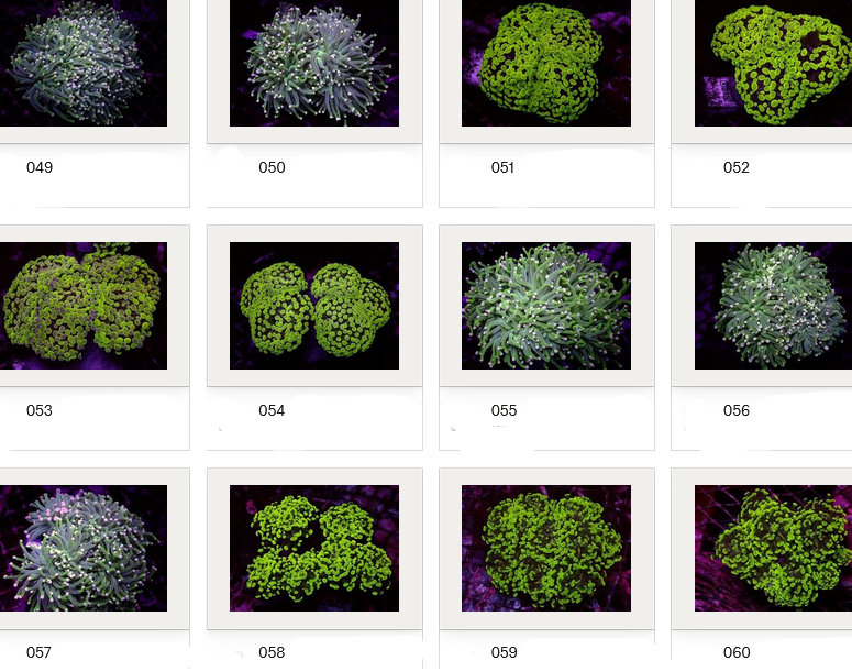 Kupang Corals