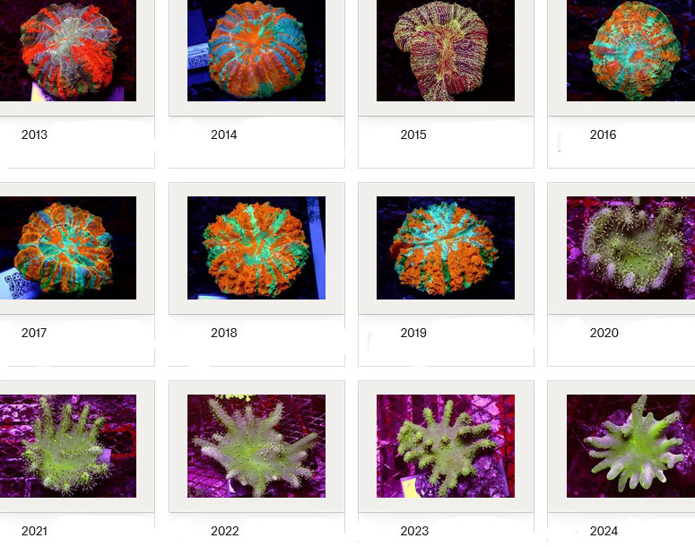 Kupang Corals