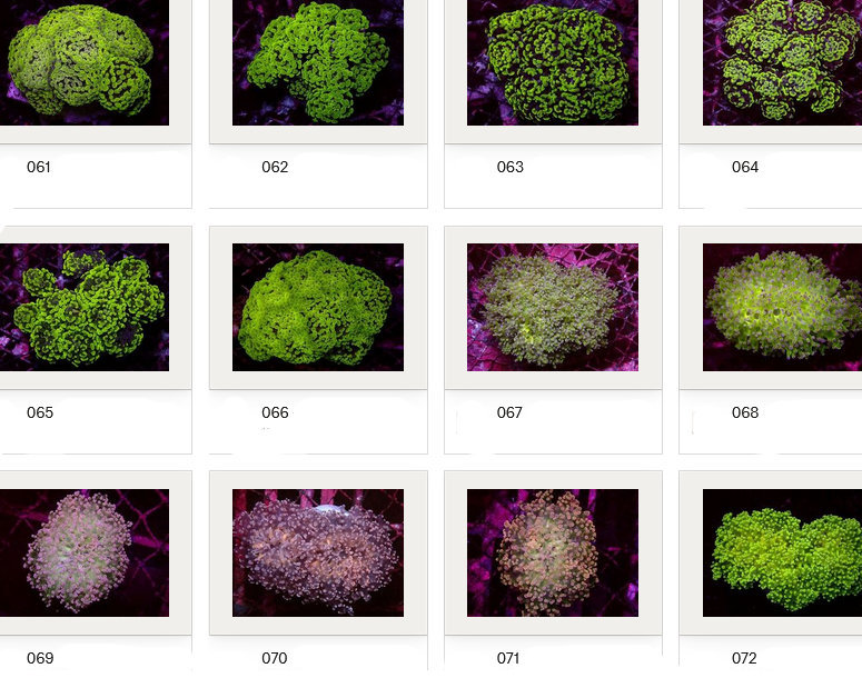 Kupang Corals