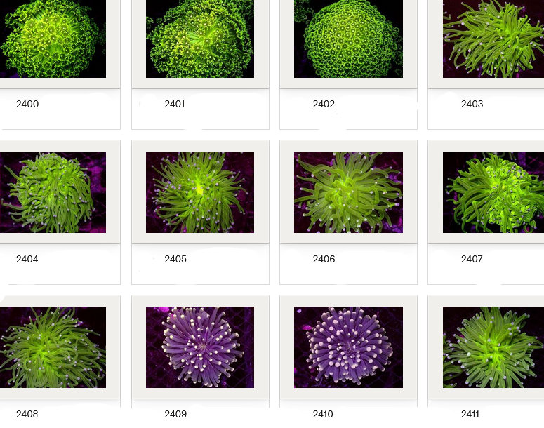 Kupang Corals