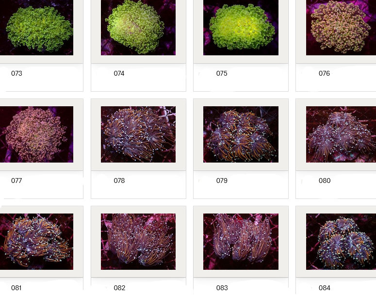 Kupang Corals
