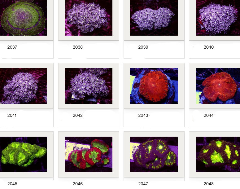 Kupang Corals