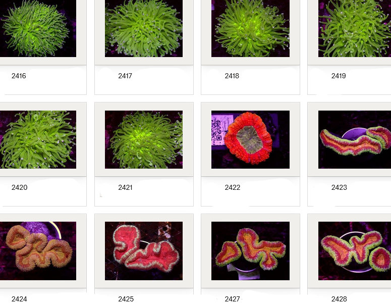 Kupang Corals