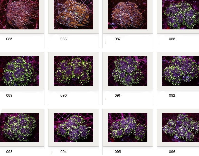 Kupang Corals