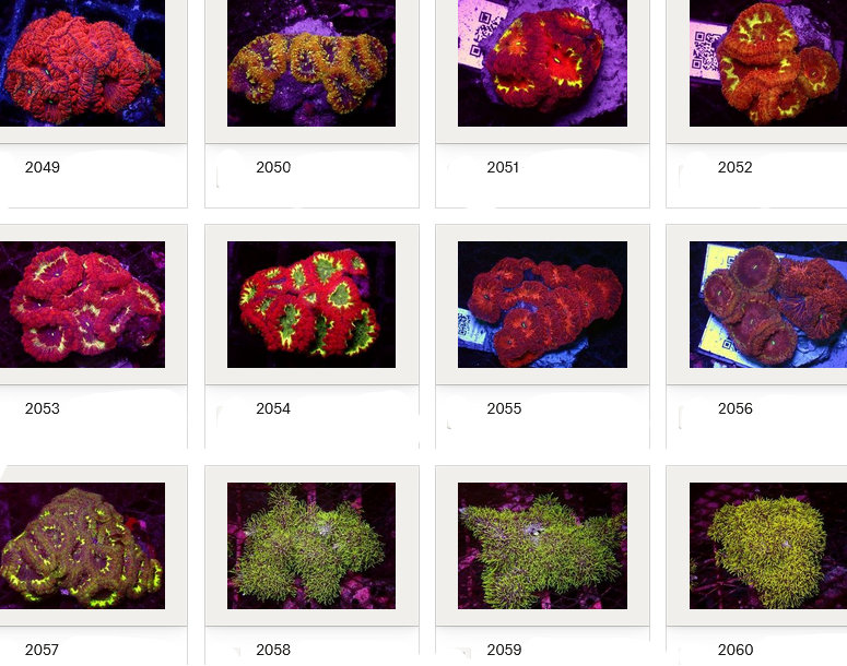 Kupang Corals